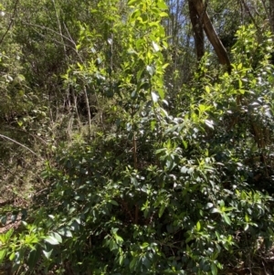 Hedycarya angustifolia at Namadgi National Park - 29 Oct 2023 10:31 AM