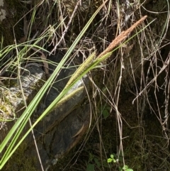 Carex gaudichaudiana (Fen Sedge) at Namadgi National Park - 29 Oct 2023 by Tapirlord