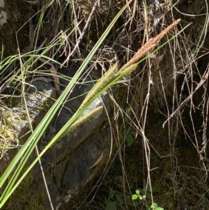 Carex gaudichaudiana at Namadgi National Park - 29 Oct 2023 10:31 AM