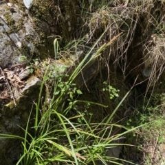 Carex gaudichaudiana at Namadgi National Park - 29 Oct 2023