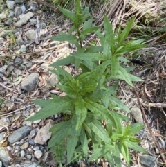 Senecio minimus (Shrubby Fireweed) at Lower Cotter Catchment - 29 Oct 2023 by Tapirlord