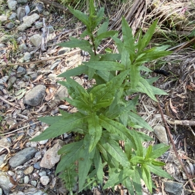 Senecio minimus (Shrubby Fireweed) at Lower Cotter Catchment - 29 Oct 2023 by Tapirlord