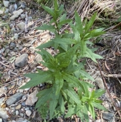 Senecio minimus at Lower Cotter Catchment - 29 Oct 2023