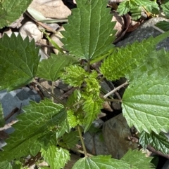 Urtica incisa (Stinging Nettle) at Lower Cotter Catchment - 29 Oct 2023 by Tapirlord