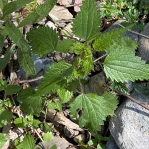 Urtica incisa at Lower Cotter Catchment - 29 Oct 2023 10:25 AM