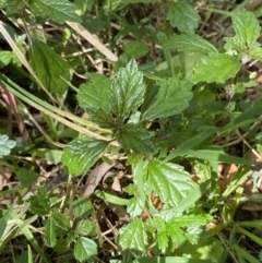 Australina pusilla subsp. muelleri (Small Shade Nettle) at Lower Cotter Catchment - 29 Oct 2023 by Tapirlord