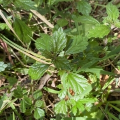 Australina pusilla subsp. muelleri (Small Shade Nettle) at Coree, ACT - 28 Oct 2023 by Tapirlord