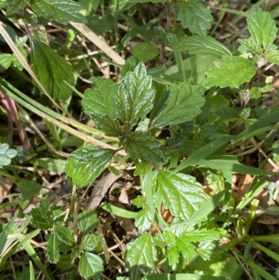 Australina pusilla subsp. muelleri (Small Shade Nettle) at Coree, ACT - 28 Oct 2023 by Tapirlord