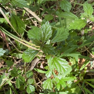 Australina pusilla subsp. muelleri (Small Shade Nettle) at Lower Cotter Catchment - 28 Oct 2023 by Tapirlord