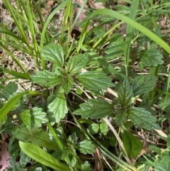 Australina pusilla subsp. muelleri at Lower Cotter Catchment - 29 Oct 2023 10:20 AM