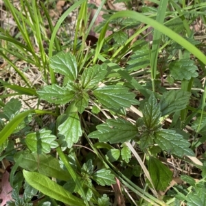 Australina pusilla subsp. muelleri at Lower Cotter Catchment - 29 Oct 2023 10:20 AM