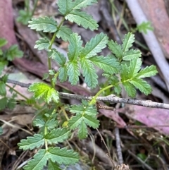 Acaena novae-zelandiae (Bidgee Widgee) at Lower Cotter Catchment - 28 Oct 2023 by Tapirlord