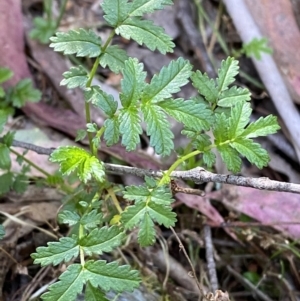 Acaena novae-zelandiae at Lower Cotter Catchment - 29 Oct 2023 10:19 AM