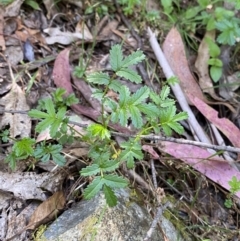 Acaena novae-zelandiae at Lower Cotter Catchment - 29 Oct 2023 10:19 AM