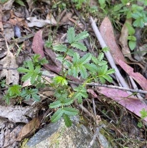 Acaena novae-zelandiae at Lower Cotter Catchment - 29 Oct 2023