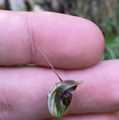 Pterostylis pedunculata (Maroonhood) at Lower Cotter Catchment - 29 Oct 2023 by Tapirlord