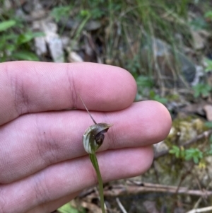 Pterostylis pedunculata at Lower Cotter Catchment - suppressed