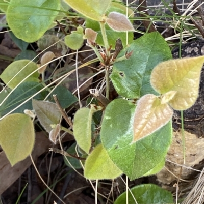 Platylobium montanum subsp. montanum (Mountain Flat Pea) at Lower Cotter Catchment - 29 Oct 2023 by Tapirlord