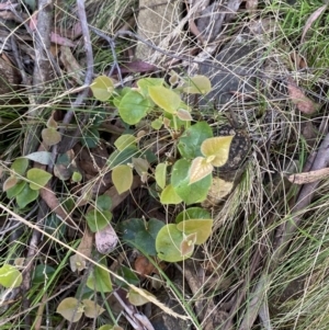 Platylobium montanum subsp. montanum at Lower Cotter Catchment - 29 Oct 2023