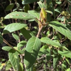 Pomaderris lanigera (Woolly Pomaderris) at Lower Cotter Catchment - 29 Oct 2023 by Tapirlord