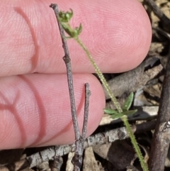 Galium ciliare subsp. ciliare at Coree, ACT - 28 Oct 2023 by Tapirlord