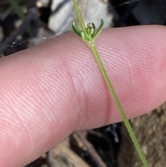 Galium ciliare subsp. ciliare at Lower Cotter Catchment - 29 Oct 2023 09:44 AM