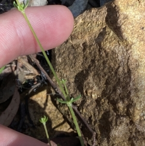 Galium ciliare subsp. ciliare at Lower Cotter Catchment - 29 Oct 2023