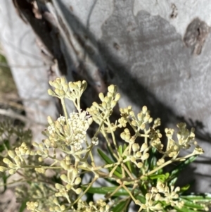 Astrotricha ledifolia at Lower Cotter Catchment - 29 Oct 2023