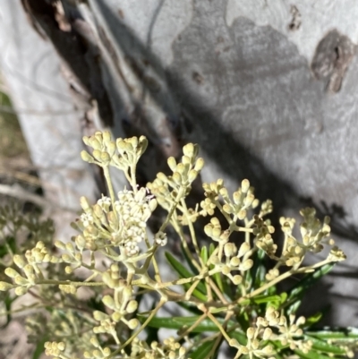 Astrotricha ledifolia (Common Star-hair) at Lower Cotter Catchment - 29 Oct 2023 by Tapirlord