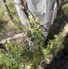 Astrotricha ledifolia at Lower Cotter Catchment - 29 Oct 2023