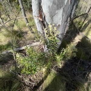 Astrotricha ledifolia at Lower Cotter Catchment - 29 Oct 2023