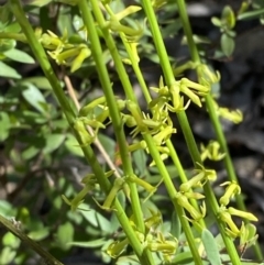 Stackhousia viminea (Slender Stackhousia) at Lower Cotter Catchment - 29 Oct 2023 by Tapirlord
