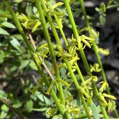Stackhousia viminea (Slender Stackhousia) at Lower Cotter Catchment - 29 Oct 2023 by Tapirlord