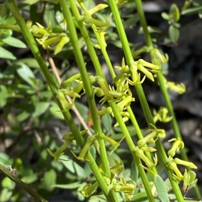 Stackhousia viminea (Slender Stackhousia) at Lower Cotter Catchment - 28 Oct 2023 by Tapirlord