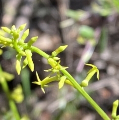 Stackhousia viminea at Lower Cotter Catchment - 29 Oct 2023 09:35 AM