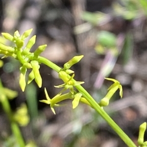 Stackhousia viminea at Lower Cotter Catchment - 29 Oct 2023