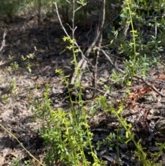 Stackhousia viminea at Lower Cotter Catchment - 29 Oct 2023