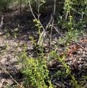 Stackhousia viminea at Lower Cotter Catchment - 29 Oct 2023 09:35 AM