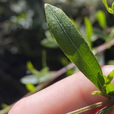 Dodonaea viscosa subsp. spatulata (Broad-leaved Hop Bush) at Lower Cotter Catchment - 28 Oct 2023 by Tapirlord