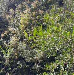 Dodonaea viscosa subsp. spatulata at Lower Cotter Catchment - 29 Oct 2023