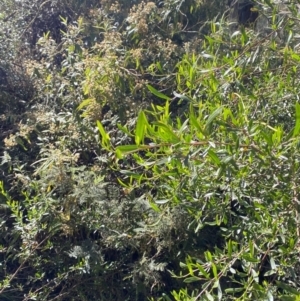 Dodonaea viscosa subsp. spatulata at Lower Cotter Catchment - 29 Oct 2023