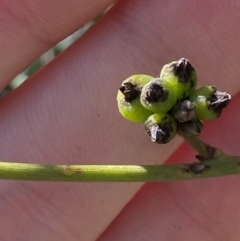 Cassytha melantha (Coarse Dodder-Laurel) at Lower Cotter Catchment - 29 Oct 2023 by Tapirlord