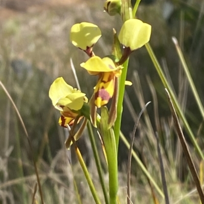 Diuris sulphurea (Tiger Orchid) at Cotter River, ACT - 28 Oct 2023 by Tapirlord