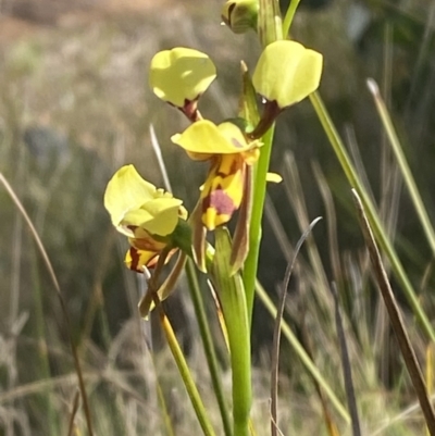 Diuris sulphurea (Tiger Orchid) at Lower Cotter Catchment - 29 Oct 2023 by Tapirlord