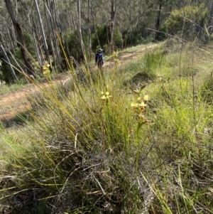 Diuris sulphurea at Lower Cotter Catchment - 29 Oct 2023