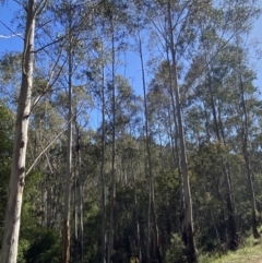 Eucalyptus viminalis subsp. viminalis (Manna Gum) at Cotter River, ACT - 28 Oct 2023 by Tapirlord