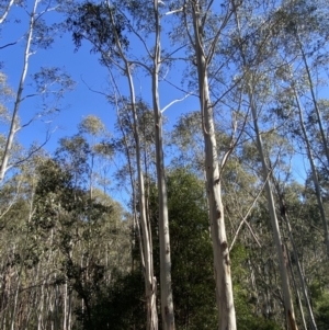 Eucalyptus viminalis subsp. viminalis at Lower Cotter Catchment - 29 Oct 2023