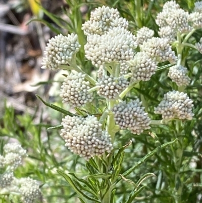 Cassinia aculeata subsp. aculeata (Dolly Bush, Common Cassinia, Dogwood) at Lower Cotter Catchment - 28 Oct 2023 by Tapirlord