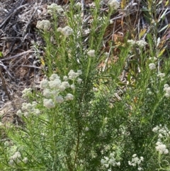 Cassinia aculeata subsp. aculeata at Lower Cotter Catchment - 29 Oct 2023 09:20 AM