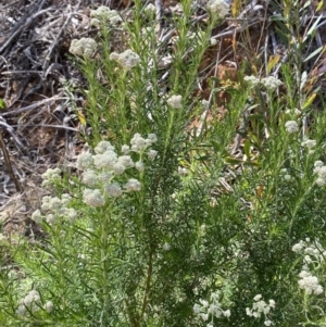 Cassinia aculeata subsp. aculeata at Lower Cotter Catchment - 29 Oct 2023